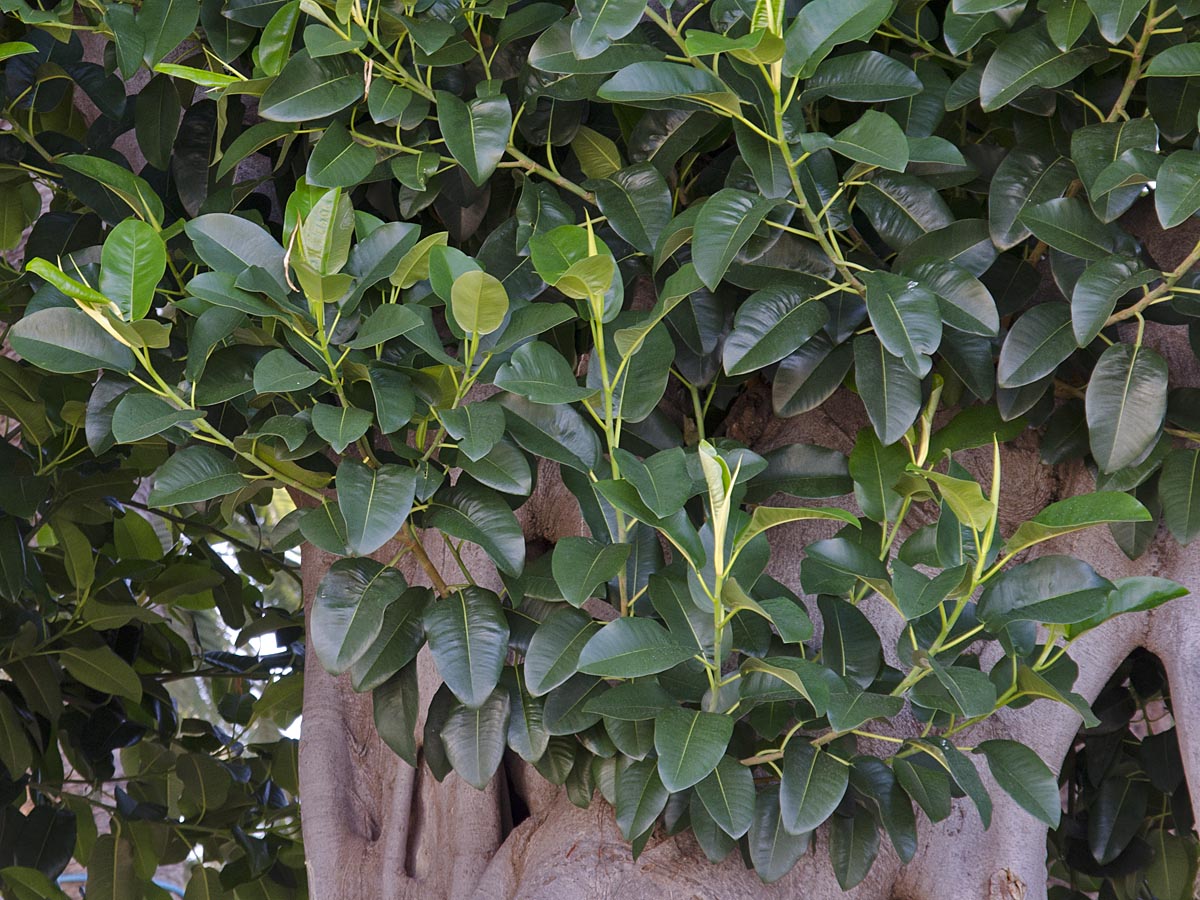 Ficus Macrophylla